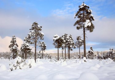 Alistair Petrie - Seasons - Winter Pines